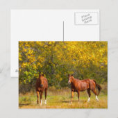 Fall Kastanienpferde Postkarte (Vorne/Hinten)