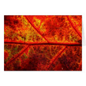 Fall Leaf (Vorderseite (Horizontal))