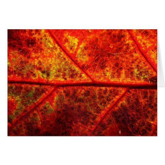Fall Leaf (Vorderseite (Horizontal))