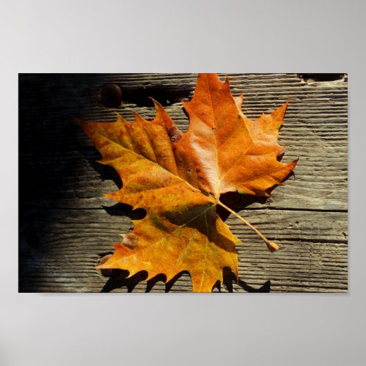 Fall Leaf Poster (Vorne)