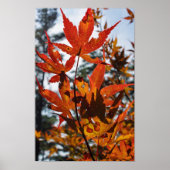 Fall Leaves Poster (Vorne)