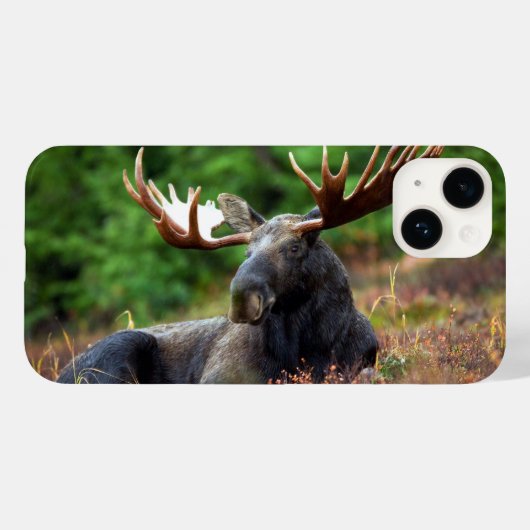 Fall Moose iPhone 14 Case-Mate iPhone Hülle (Rückseite (Horizontal))