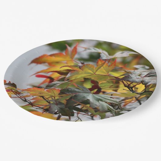 Fall Pappteller (Schrägansicht)