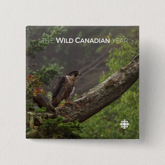 Fall - Peregrine Falcon Button (Vorderseite)