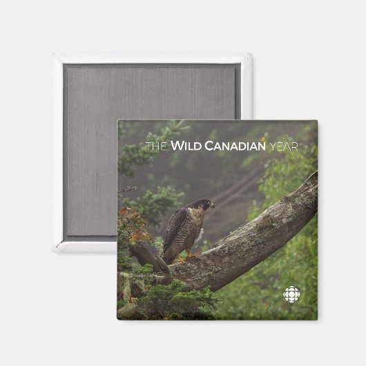 Fall - Peregrine Falcon Magnet (Vorderseite/Rückseite)