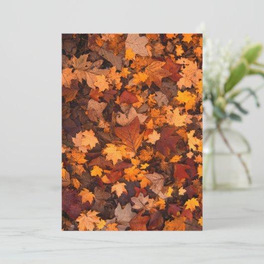 FALL-PFERDE-111315 FALL-AUTUMN FARBEN WIEDER (Stehend Vorderseite)