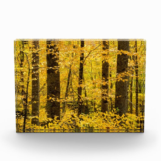 Fall Pisgah National Forest Fotoblock (Vorderseite)