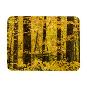 Fall Pisgah National Forest Magnet (Horizontal)