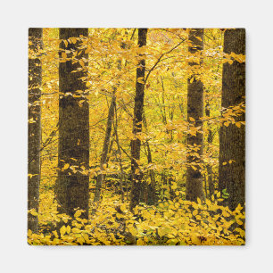 Fall Pisgah National Forest Magnet