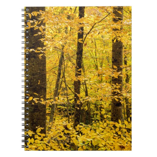 Fall Pisgah National Forest Notizblock (Vorderseite)