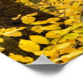 Fall Pisgah National Forest Poster (Ecke)