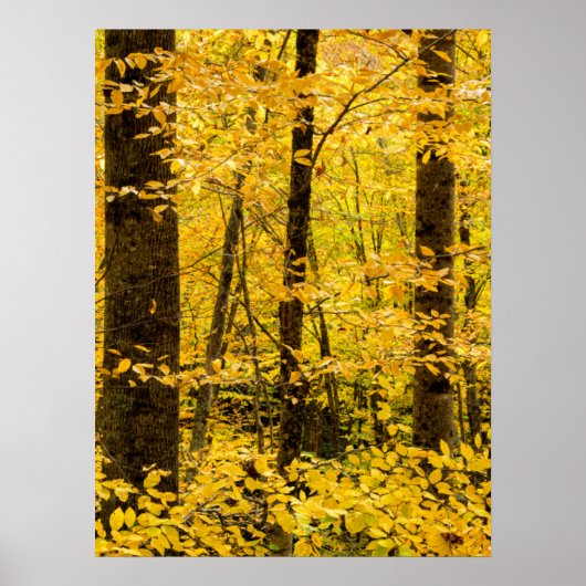 Fall Pisgah National Forest Poster (Vorne)