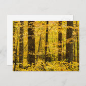 Fall Pisgah National Forest Postkarte (Vorne/Hinten)