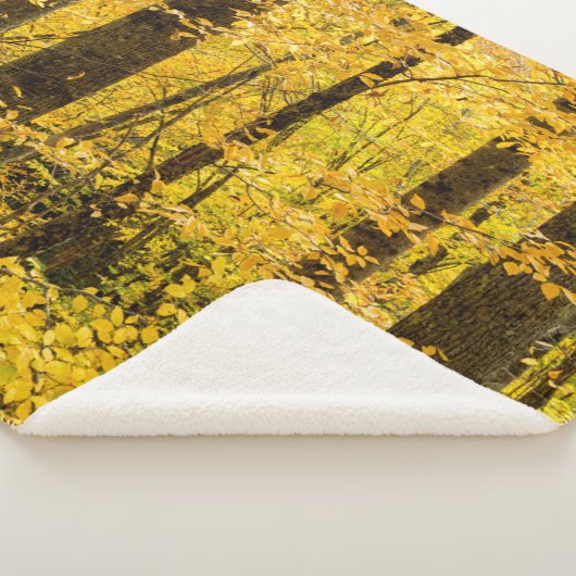 Fall Pisgah National Forest Sherpadecke (3/4)