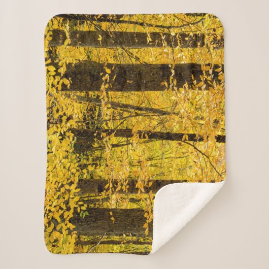 Fall Pisgah National Forest Sherpadecke (Vorderseite)