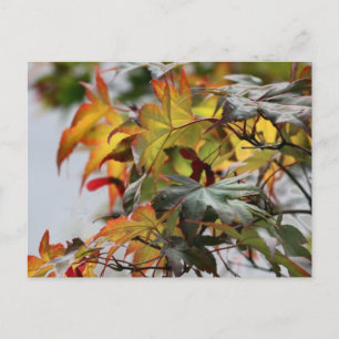 Fall Postkarte