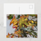 Fall Postkarte (Vorne/Hinten)