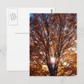 Fall Postkarte (Vorne/Hinten)