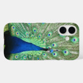 Fall: Proud Peacock Case-Mate iPhone Hülle (Rückseite (Horizontal))