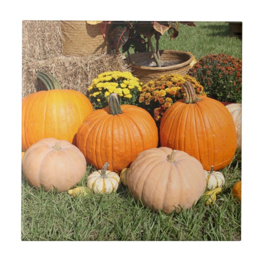Fall Pumpkins und Mums Foto Fliese (Vorderseite)