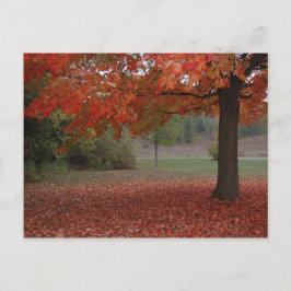 Fall-Rotahorn-Baum - Postkarte
