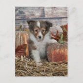 Fall Sheltie Puppy Postkarte (Vorderseite)