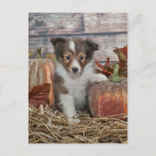 Fall Sheltie Puppy Postkarte