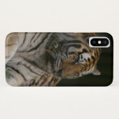 Fall Siberian Tiger Case-Mate iPhone Case-Mate iPhone Hülle (Rückseite (Horizontal))