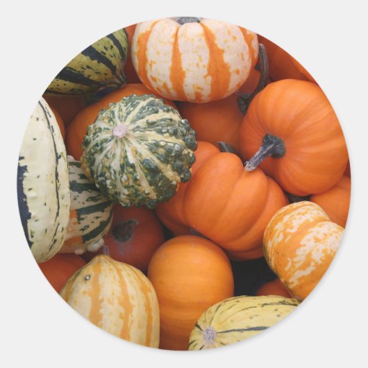 Fall Squash Harvest Runder Aufkleber (Vorderseite)