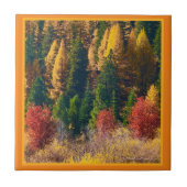 Fall Tamarack Fliese (Vorderseite)