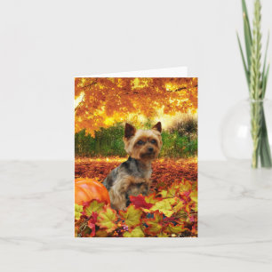 Fall Thanksgiving - Tucker - Yorkie Feiertagskarte