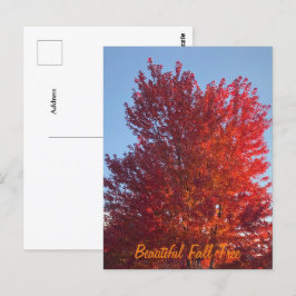 Fall Tree Bild | Postkarte
