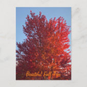 Fall Tree Bild | Postkarte (Vorderseite)