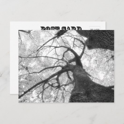 Fall Tree in Schwarz-Weiß-Postkarte Postkarte (Vorne/Hinten)