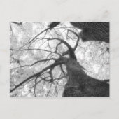Fall Tree in Schwarz-Weiß-Postkarte Postkarte (Vorderseite)