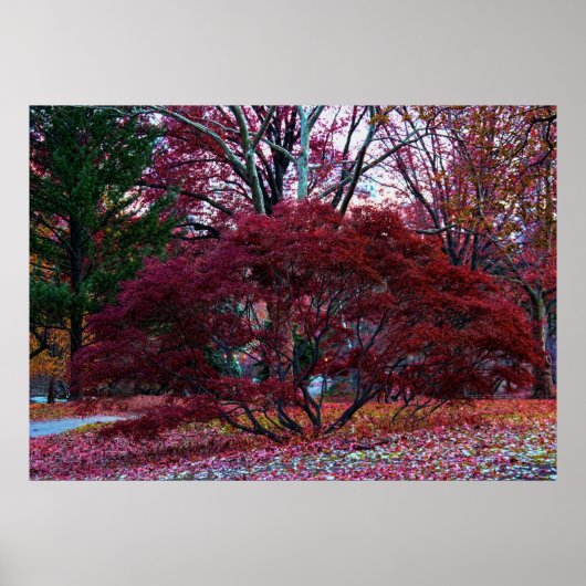 Fall Tree Landschaft Poster (Vorne)