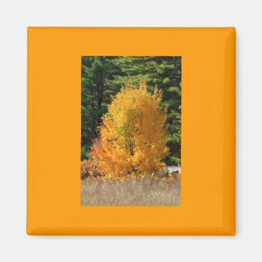 Fall Tree Magnet (Vorne)