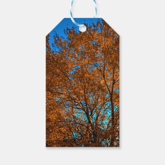 Fall Tree schimmert in Gold-Geschenkmarke Geschenkanhänger (Vorderseite)