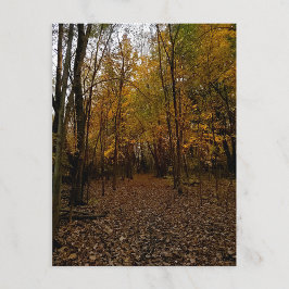 Fall Trees at Sunset Taylor Michigan Postcard Feiertagspostkarte