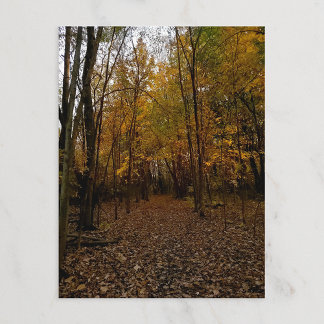 Fall Trees at Sunset Taylor Michigan Postcard Feiertagspostkarte