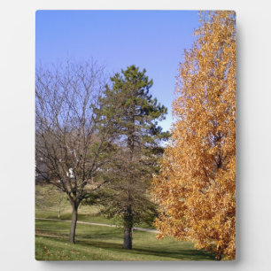 Fall Trees Fotoplatte