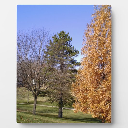 Fall Trees Fotoplatte (Vorderseite)