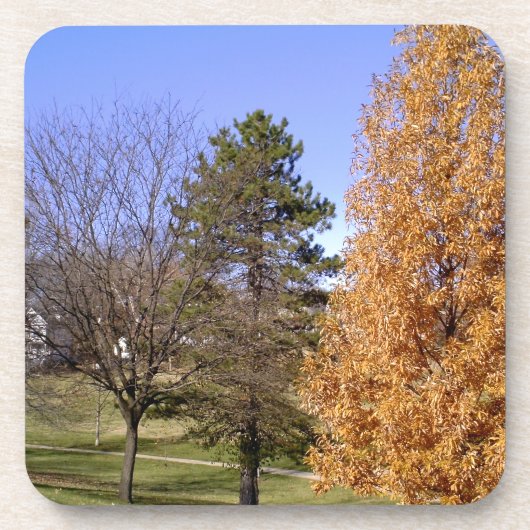 Fall Trees Getränkeuntersetzer (Vorderseite)