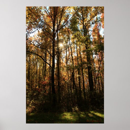 Fall Trees Poster (Vorne)