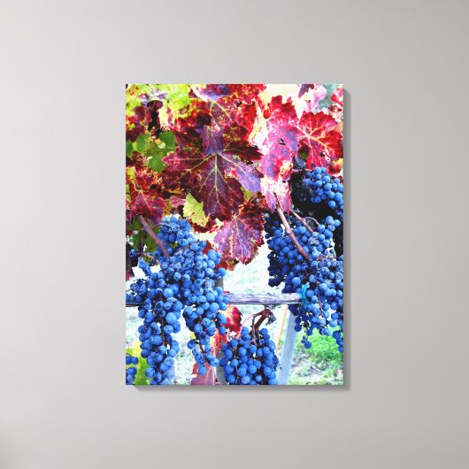 Fall Vineyard Blue Grapes Rote Blätter Fotografie Leinwanddruck (Vorderseite)