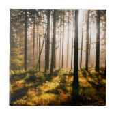 Fall-Wald mit Sunrays Fliese (Vorderseite)