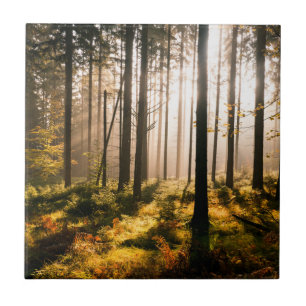Fall-Wald mit Sunrays Fliese