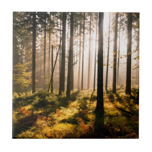 Fall-Wald mit Sunrays Fliese (Vorderseite)