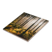 Fall-Wald mit Sunrays Fliese (Seite)