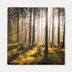 Fall-Wald mit Sunrays Magnet
